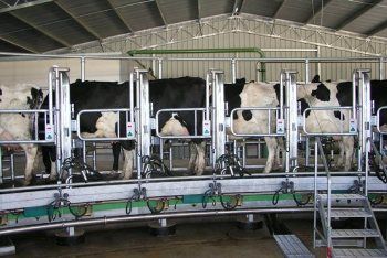 Michael McKeowns Dairy 